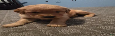 Golden Retriever Boy