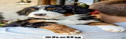 Bernedoodle dogs for sale: Shelly - Ad 10