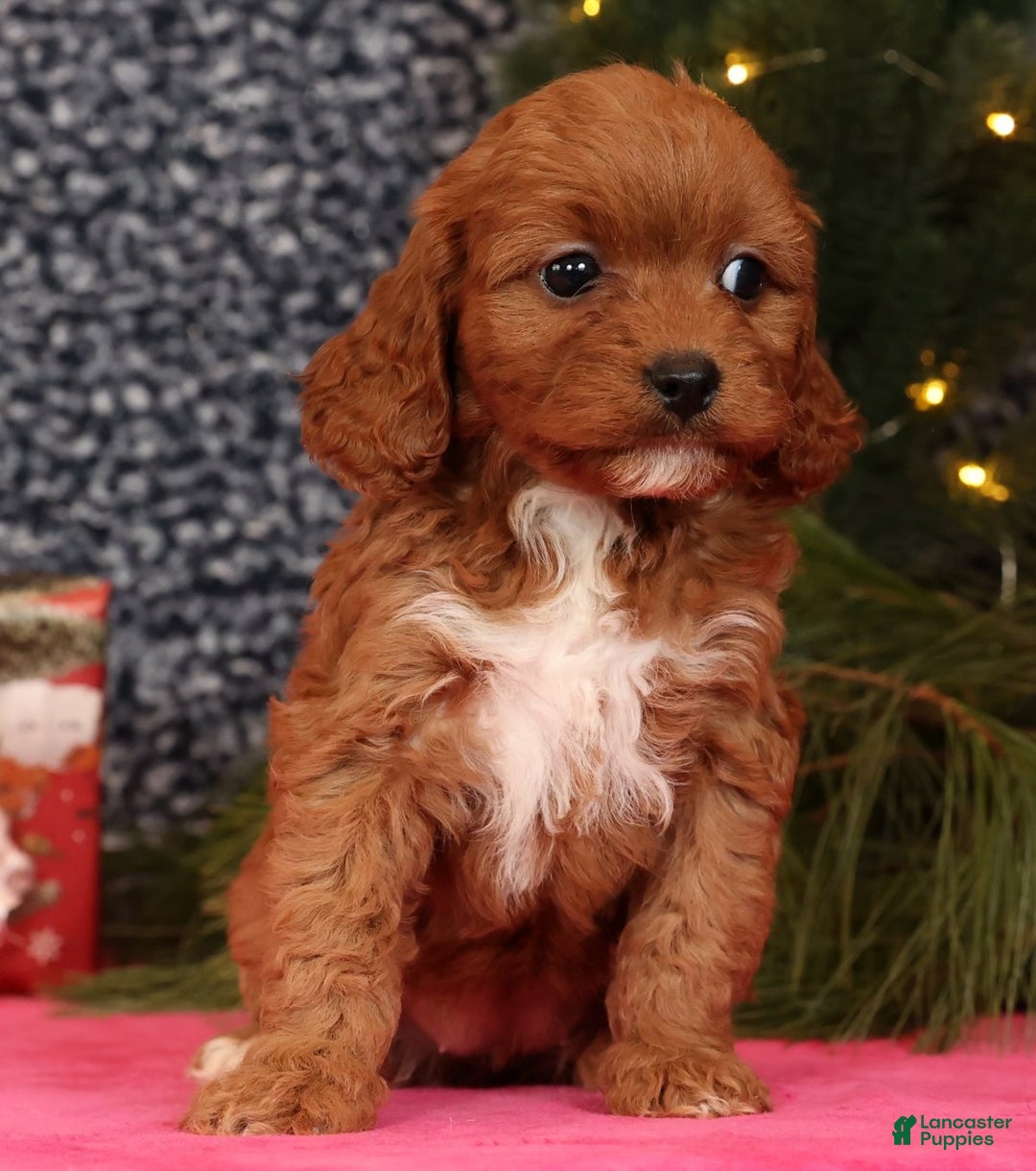 Cavapoo dogs for sale: Liberty - Ad 4