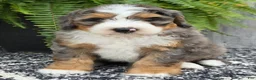 Mini Bernedoodle dogs for sale: Mini Ace - Ad 13