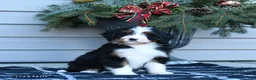 Bernedoodle dogs for sale: Melissa - Ad 9