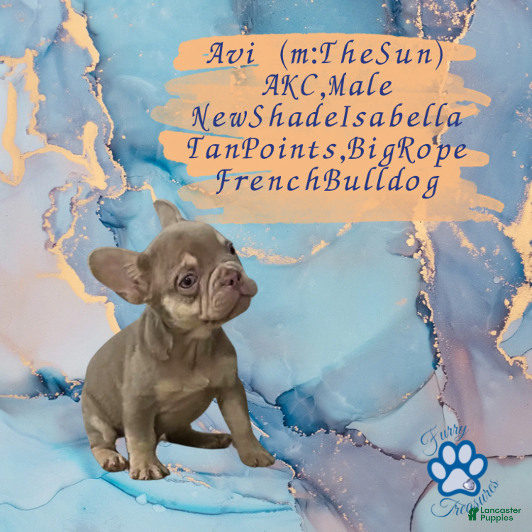 French Bulldog dogs for sale: Avi (m: Light) - Ad 1