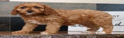 Cavapoo dogs for sale: Tracy - Ad 7