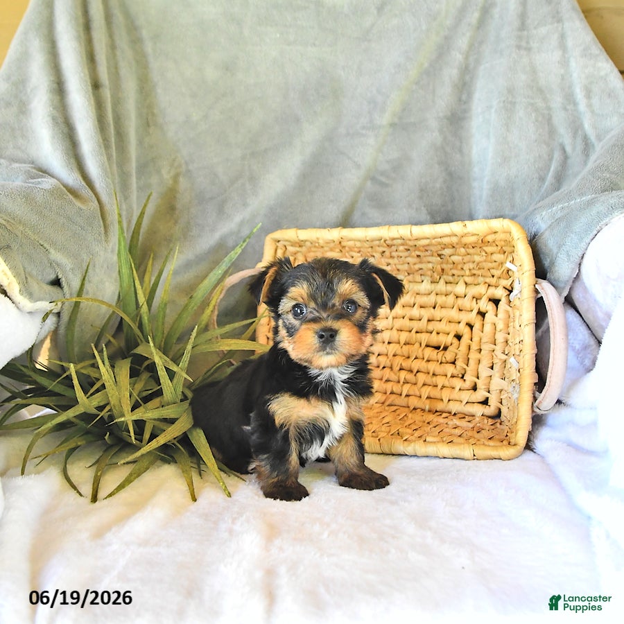 Yorkshire Terrier dogs Trooper - Ad 2