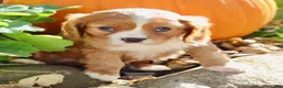 Cavalier King Charles Spaniel dogs for sale: Mario Male AKC Cavalier - Ad 3