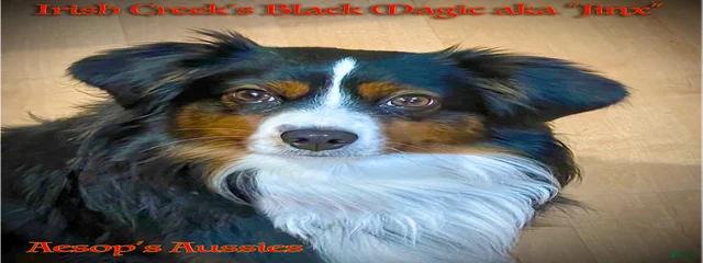 Irish Creek's Black Magic aka "Jinx"