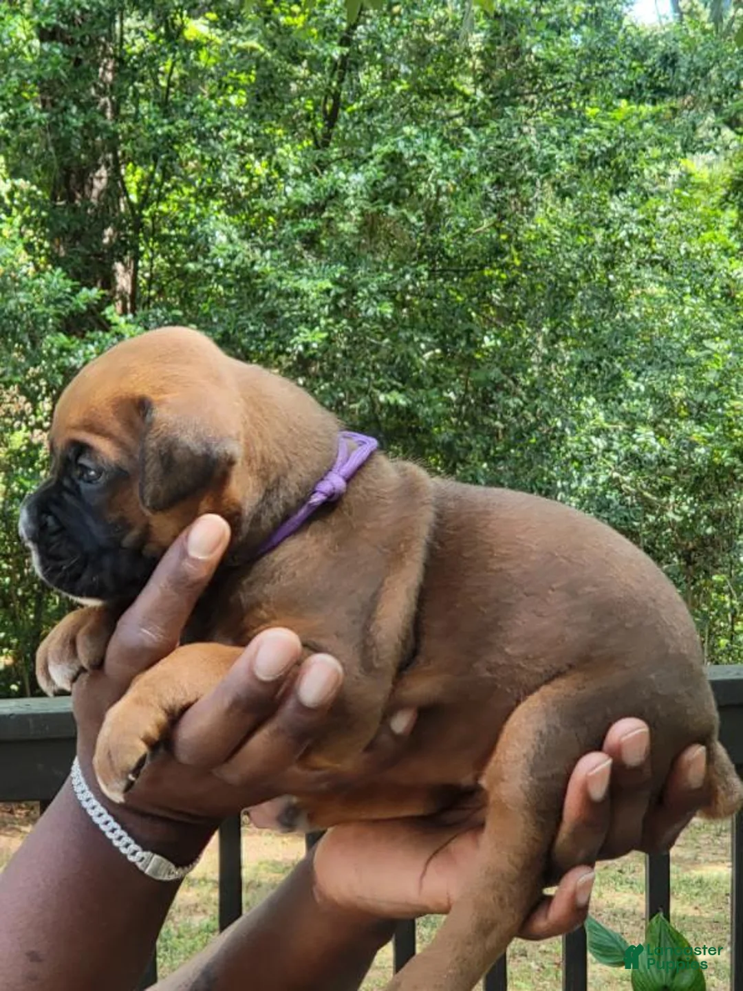 Boxer dogs for sale: Boxer 5 - Ad 2