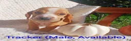 Basset Hound dogs for sale: Tracker  - Ad 5