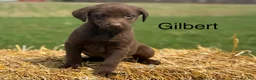 Labrador Retriever dogs for sale: Gilbert - Ad 1