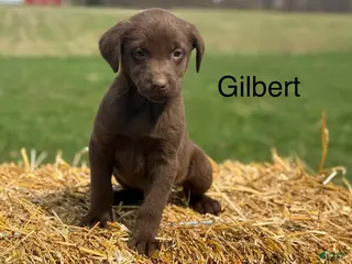 Labrador Retriever dogs Gilbert - Ad 18