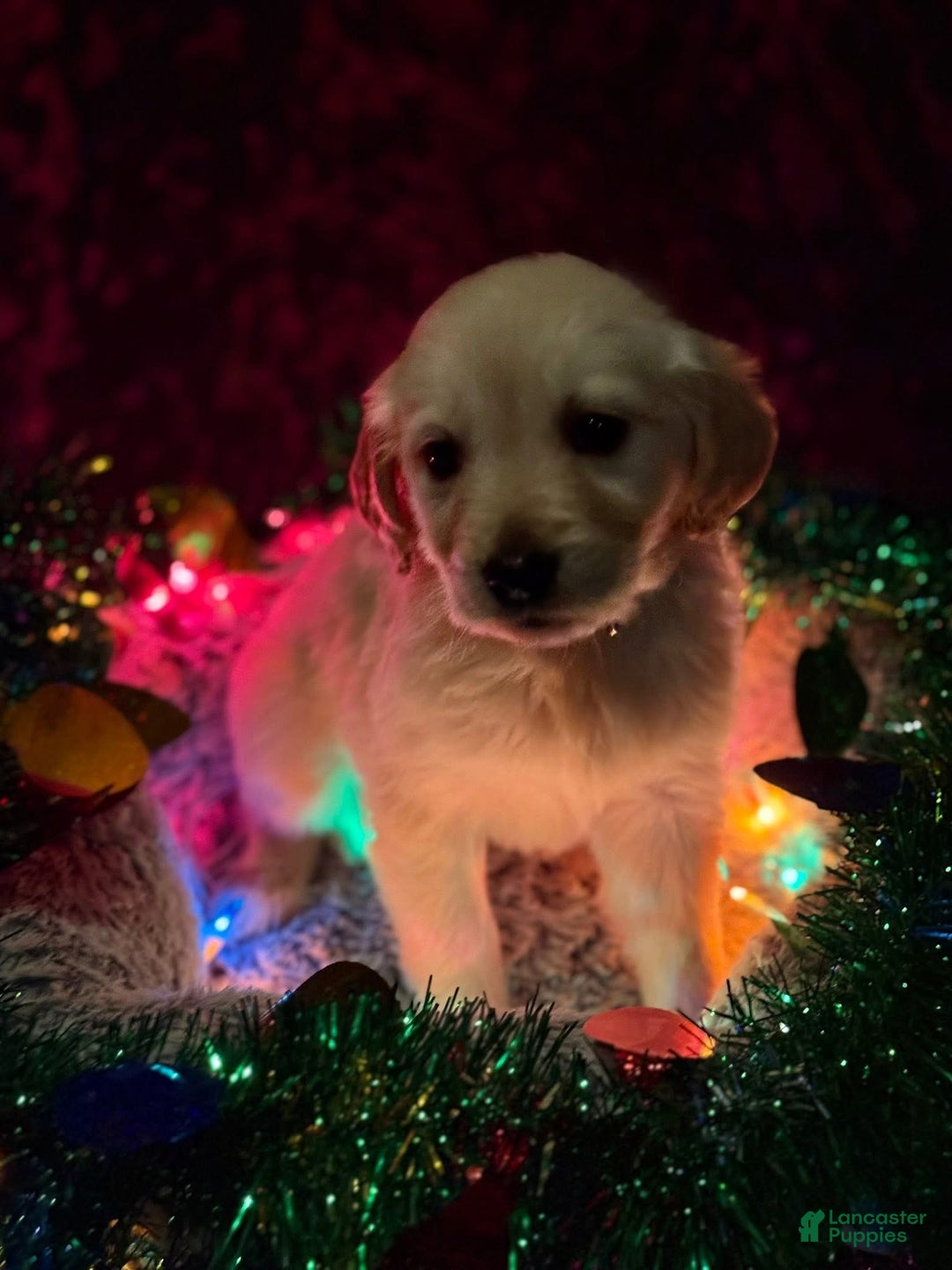 Golden Retriever dogs for sale: Purple - Ad 3