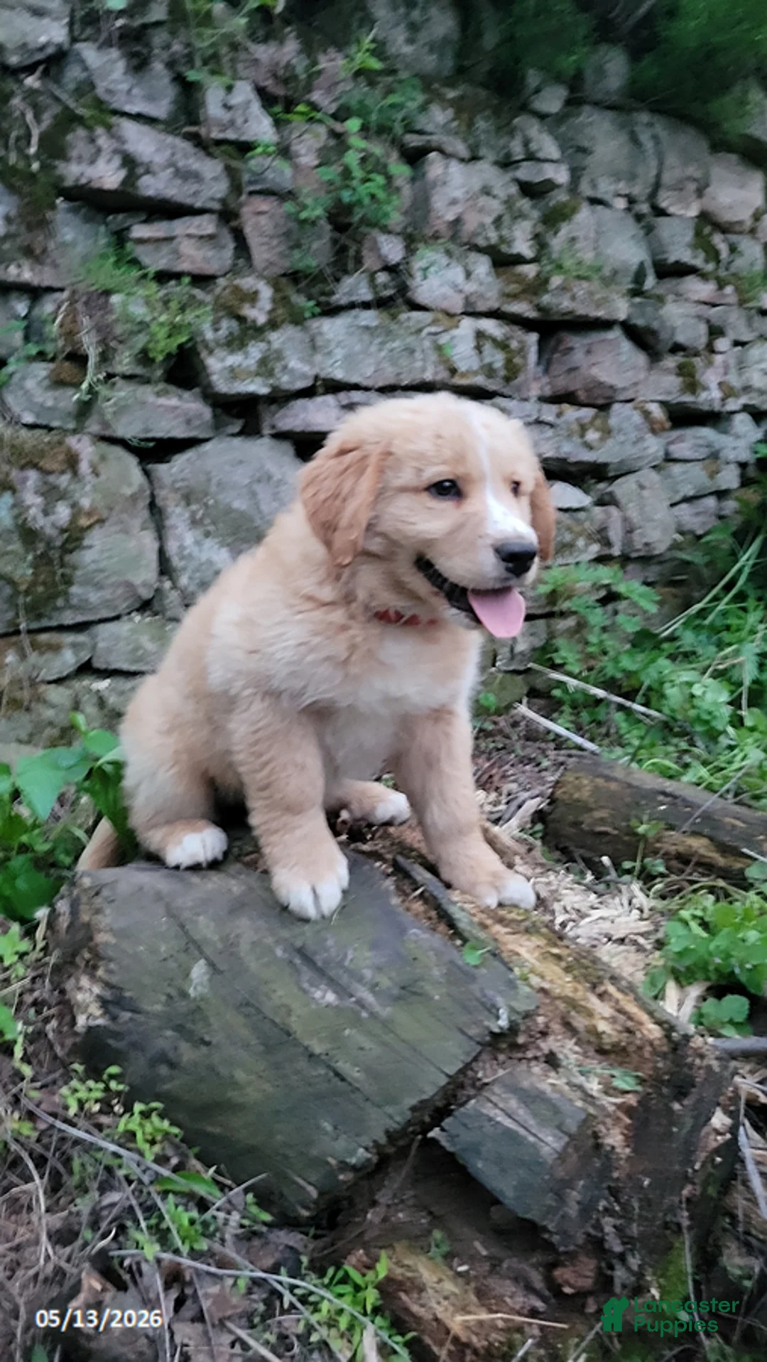 Mixed Breed dogs for sale: Danny - Ad 1