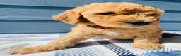 Goldendoodle dogs for sale: The Little Princess - Ad 3