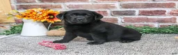 Labrador Retriever dogs for sale: Amber - Ad 5