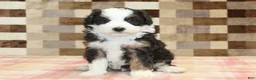 Mini Bernedoodle dogs for sale: Henry - Ad 5