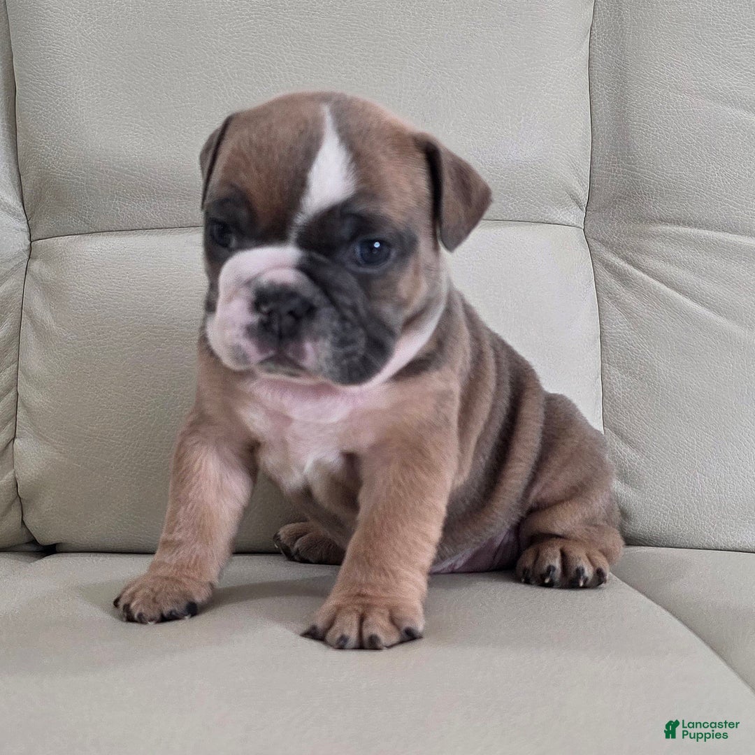 English Bulldog dogs for sale: Amber - Ad 2