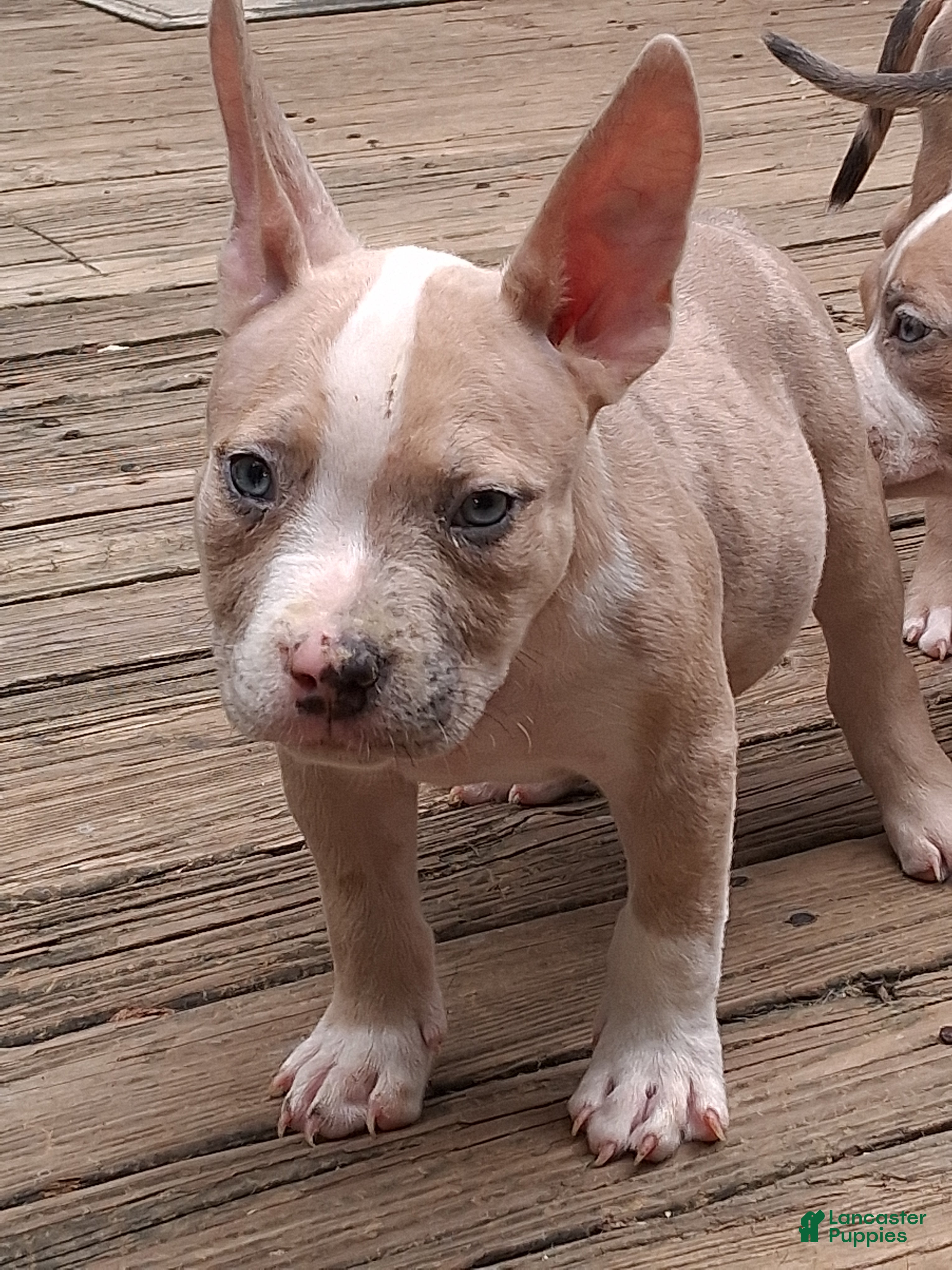 American Bully dogs American Bully 3 - Ad 4