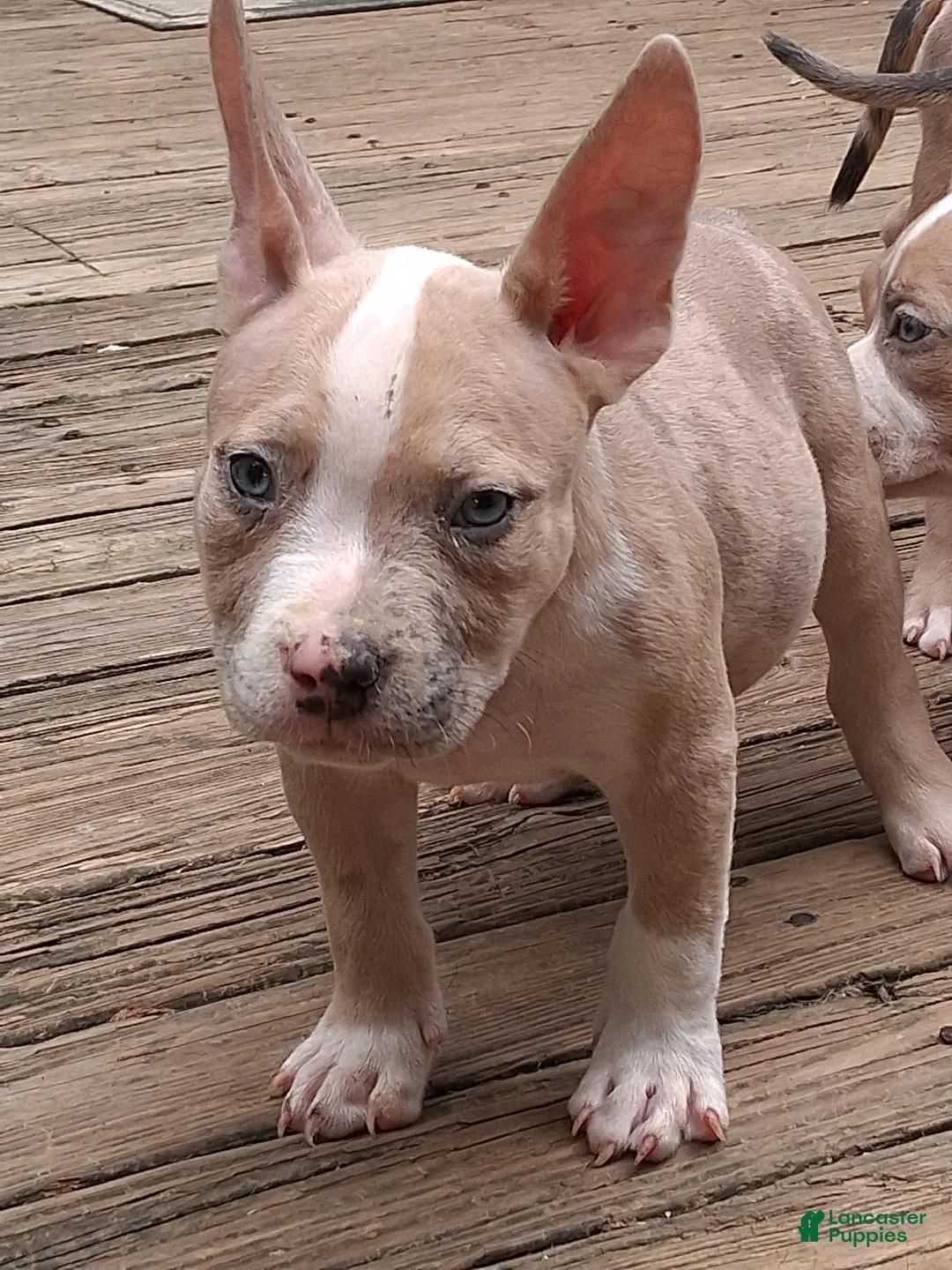 American Bully dogs for sale: American Bully 3 - Ad 1