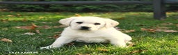Labrador Retriever dogs for sale: Holly - Ad 1