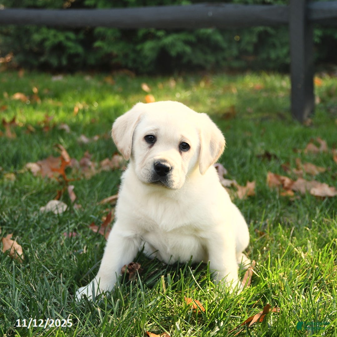 Labrador Retriever dogs for sale: Holly - Ad 1