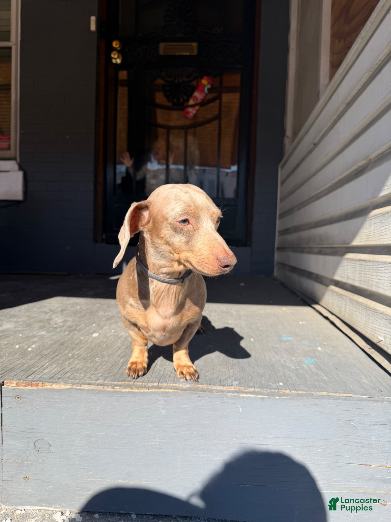 Miniature Dachshund dogs Miniature Dachshund - Charger - Ad 35