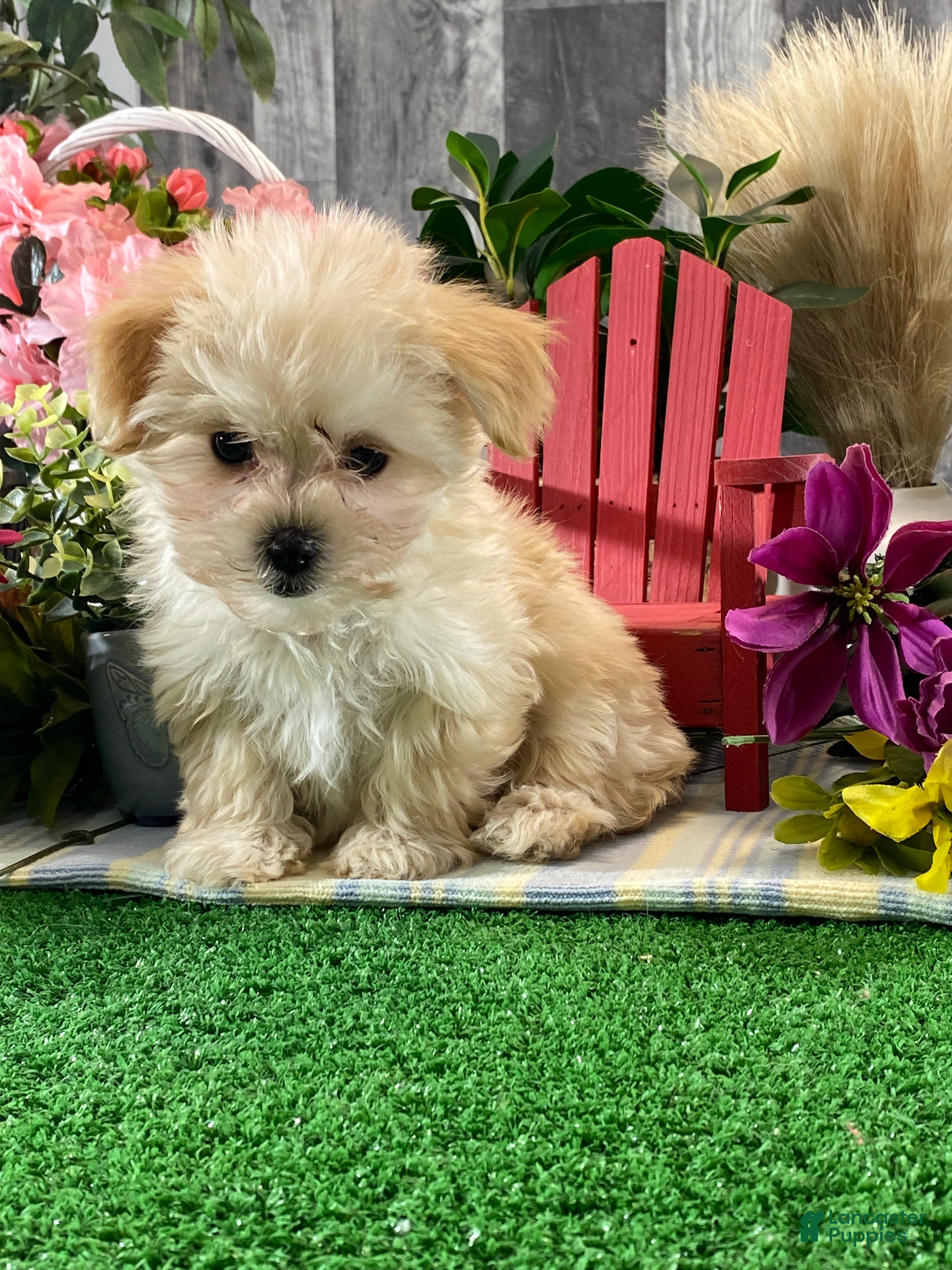 Maltipoo dogs Molly - Ad 36