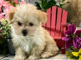 Maltipoo dogs Molly - Ad 36