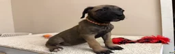 Cane Corso dogs for sale: Chocolate  - Ad 4