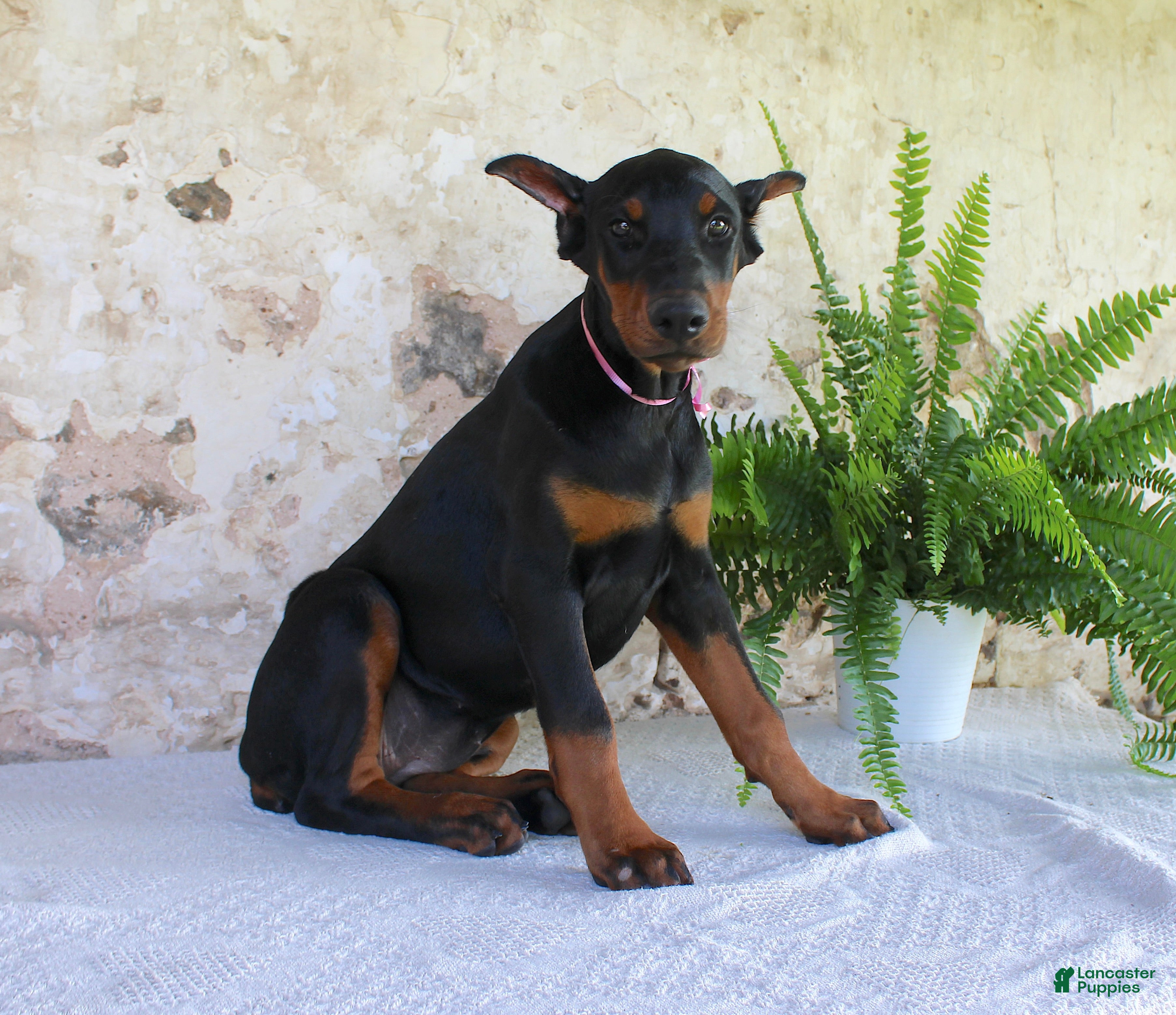 Doberman Pinscher dogs Sheila - Ad 1