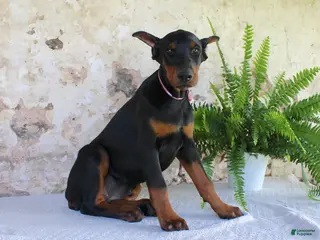 Doberman Pinscher dogs Sheila - Ad 1