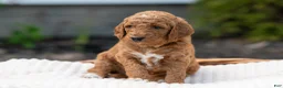 Irish Doodle dogs for sale: Red Collar - “Holly” - Ad 1