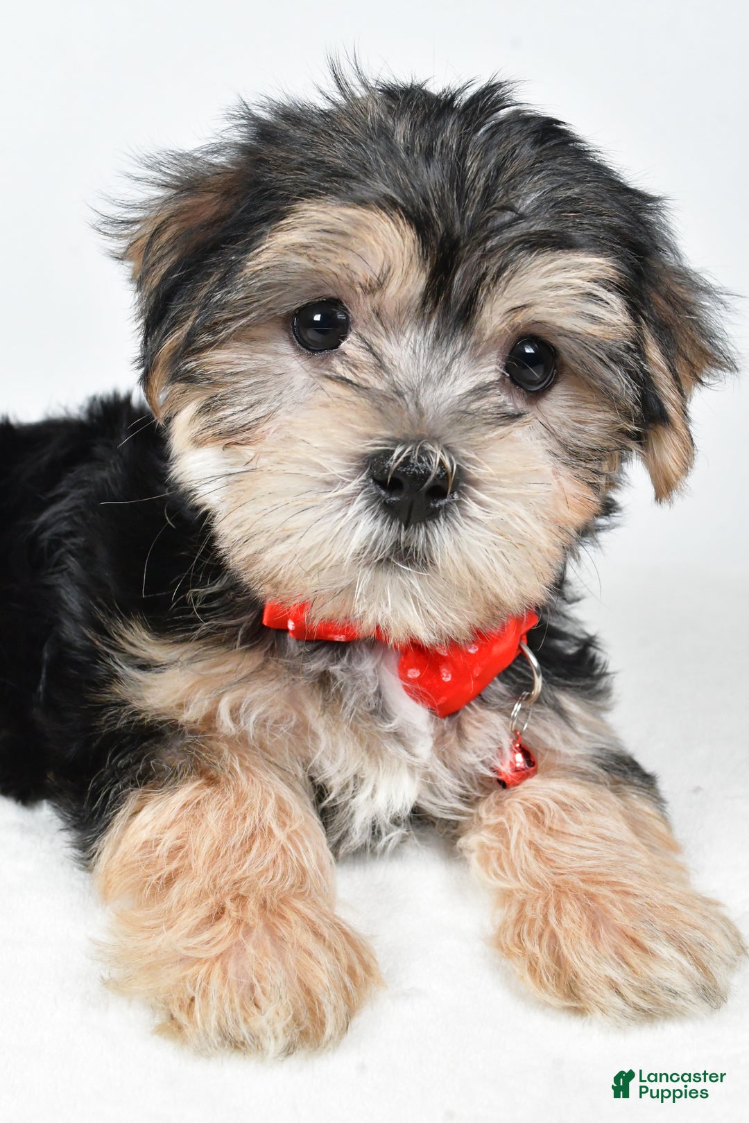 Morkie dogs for sale: Victor - Ad 4