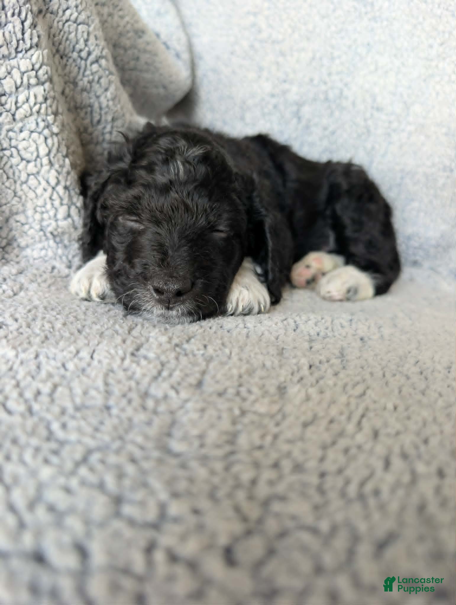 Mixed Breed dogs for sale: Midnight  - Ad 11