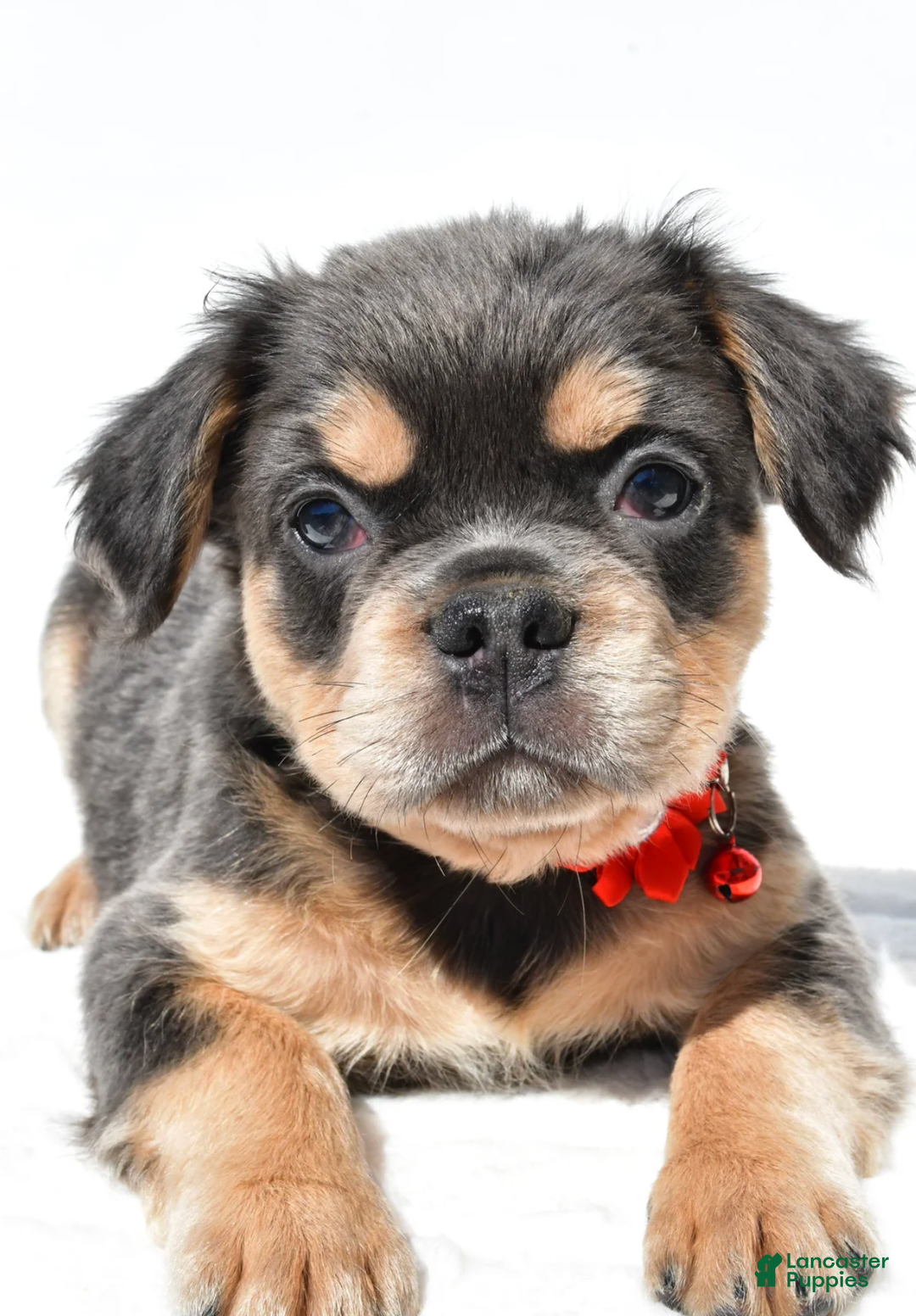 French Bulldog dogs for sale: Nikki - Ad 5