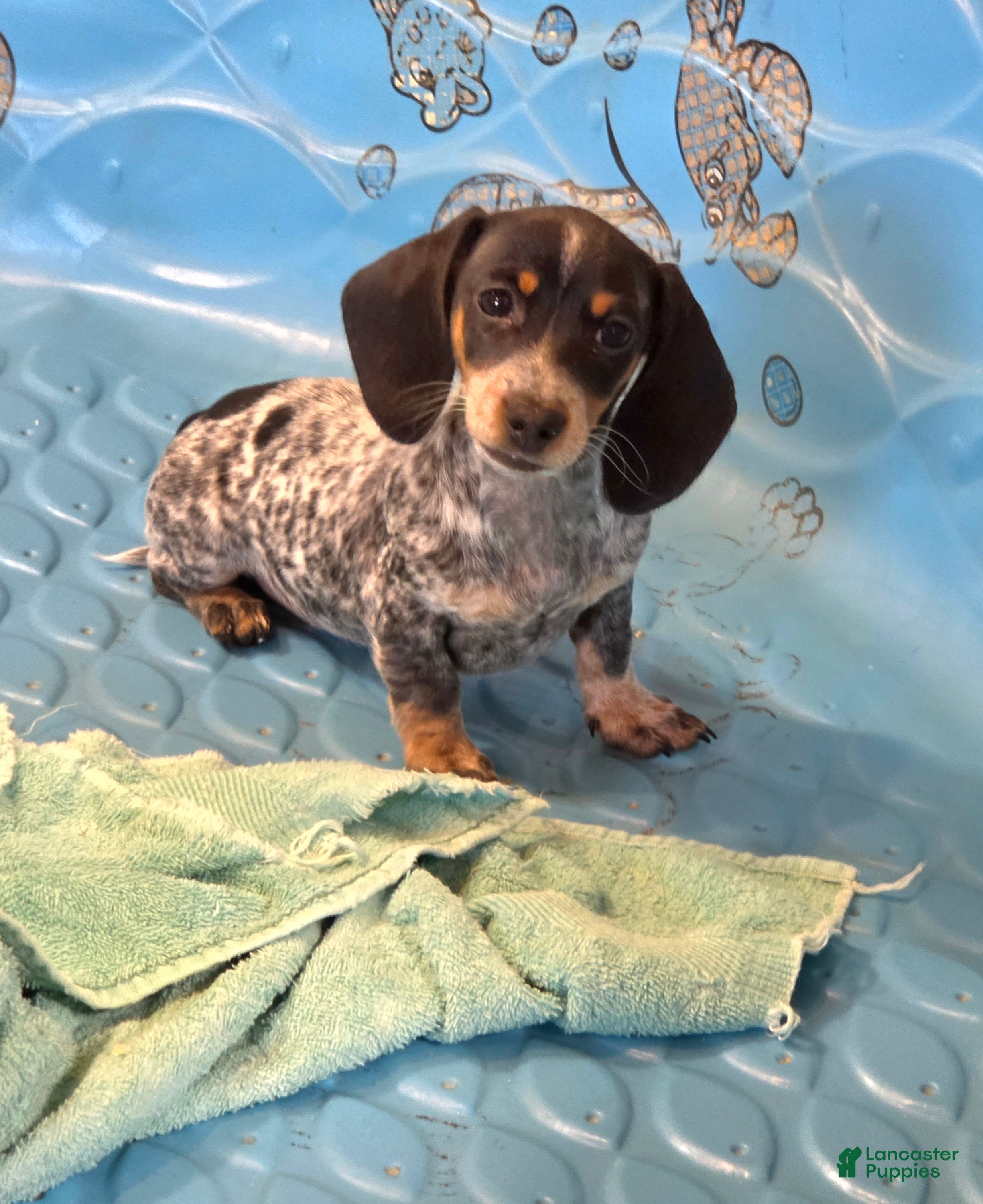 Miniature Dachshund dogs Nettie - Ad 1