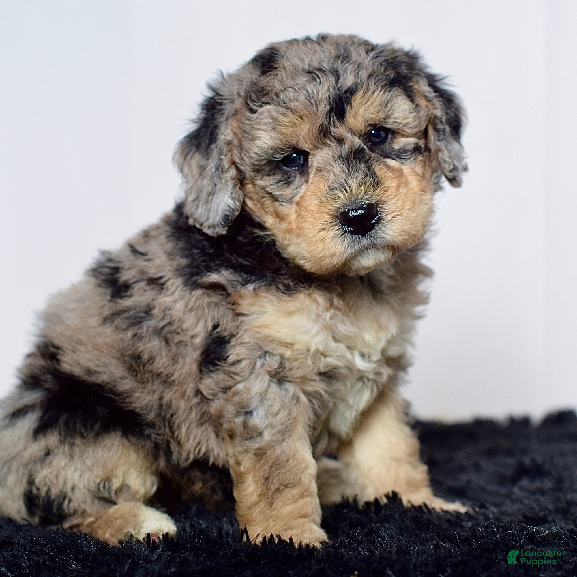 Mini Goldendoodle dogs for sale: Mr. Kip - Ad 1