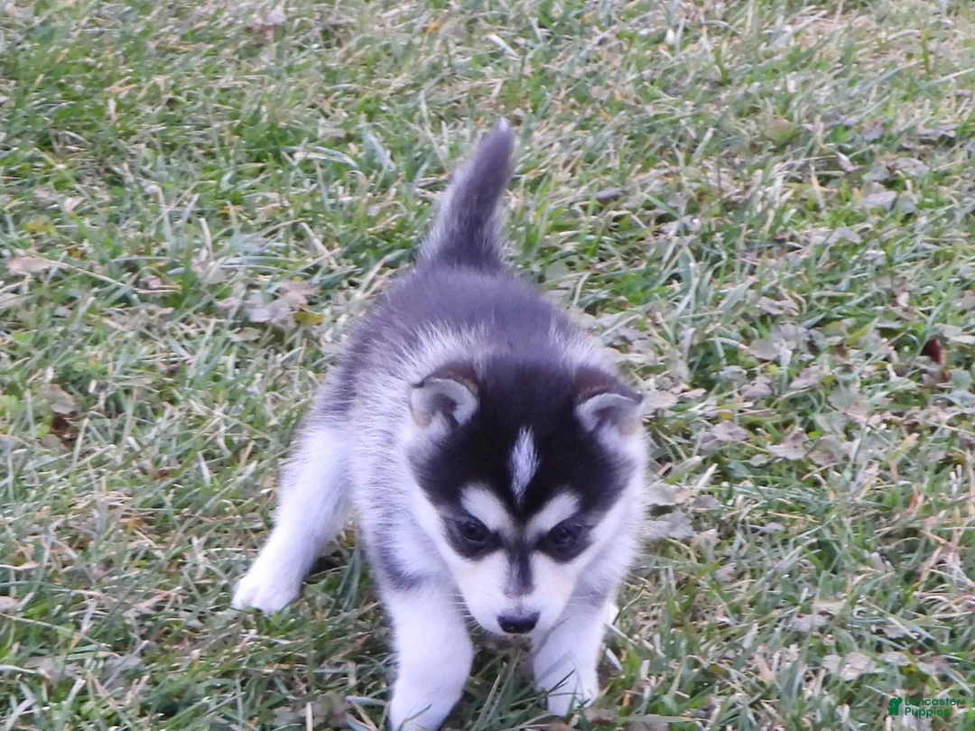 Pomsky dogs for sale: Emily - Ad 4