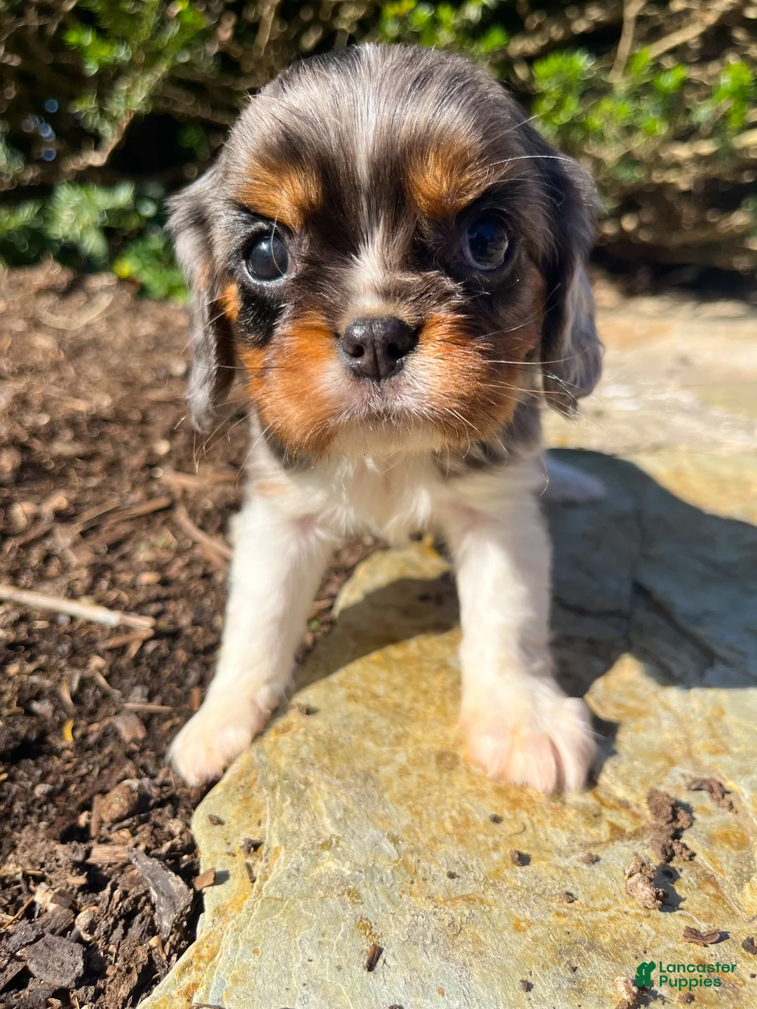 Cavalier King Charles Spaniel dogs for sale: Cooper - Ad 1