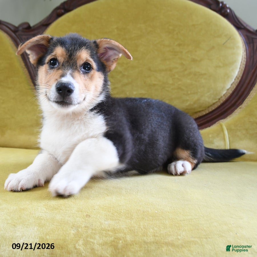 Welsh Corgi Pembroke dogs Champ  - Ad 2