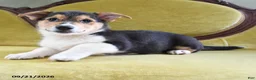 Welsh Corgi Pembroke dogs for sale: Champ  - Ad 7
