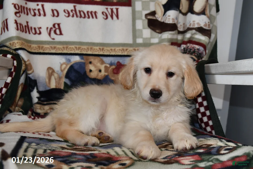 Mixed Breed dogs for sale: Annie - Ad 5