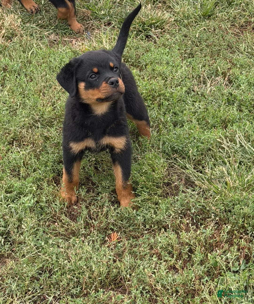 Rottweiler dogs for sale: Green collar boy  - Ad 1