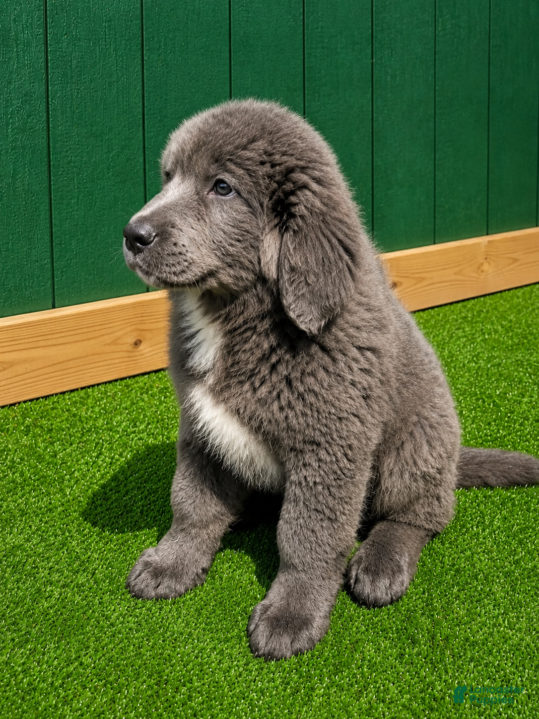 Tibetan Mastiff dogs Tibetan Mastiff 4 - Ad 1