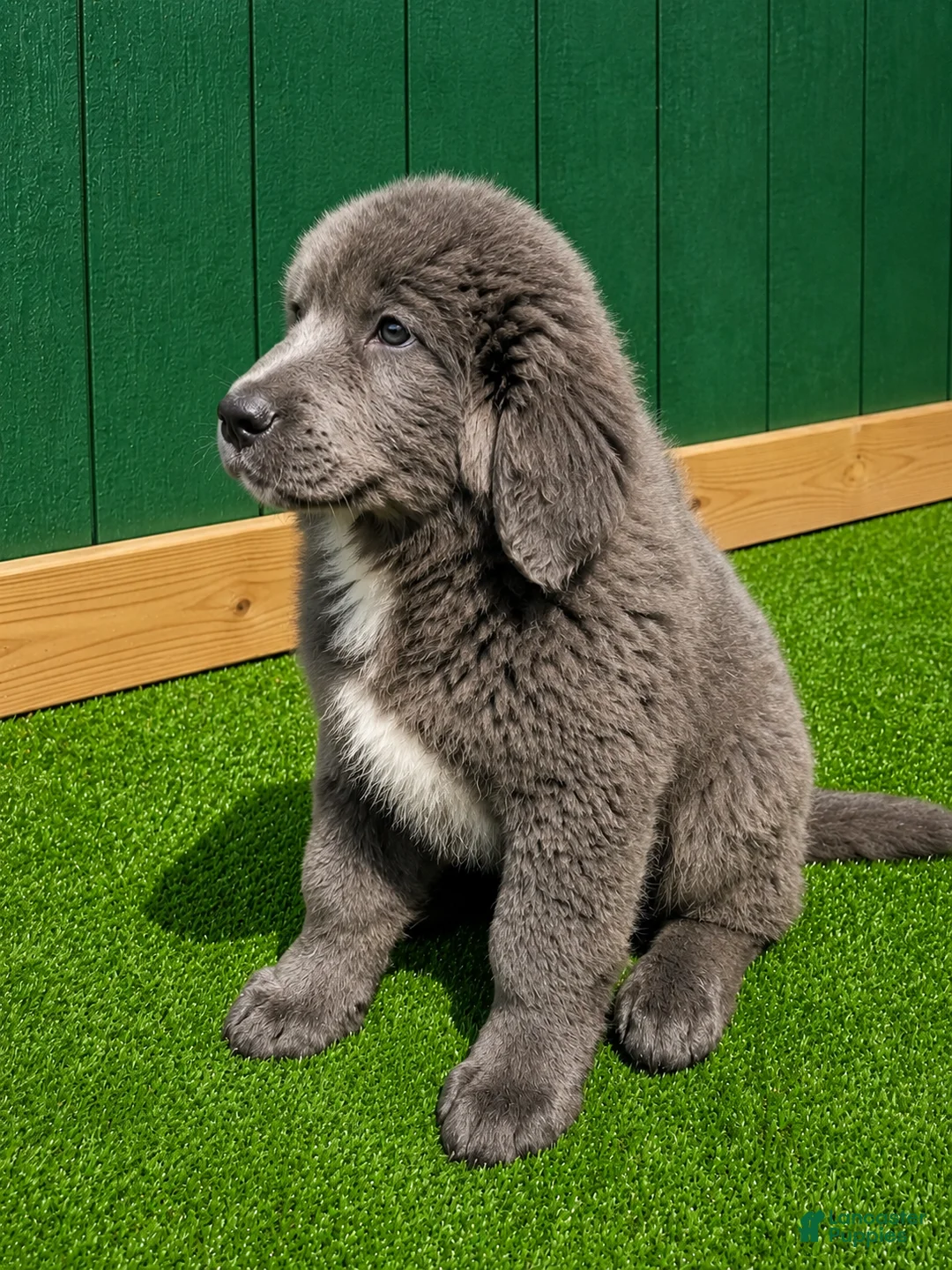 Tibetan Mastiff dogs for sale: Tibetan Mastiff 4 - Ad 1
