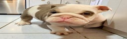 English Bulldog dogs for sale: Romeo - Ad 5