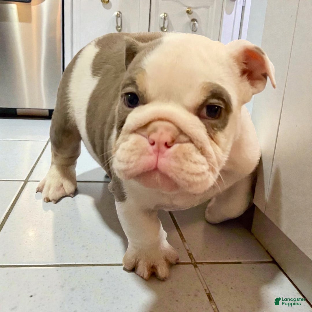 English Bulldog dogs for sale: Romeo - Ad 5
