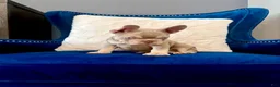 French Bulldog dogs for sale: French Bulldog 2 - Ad 2