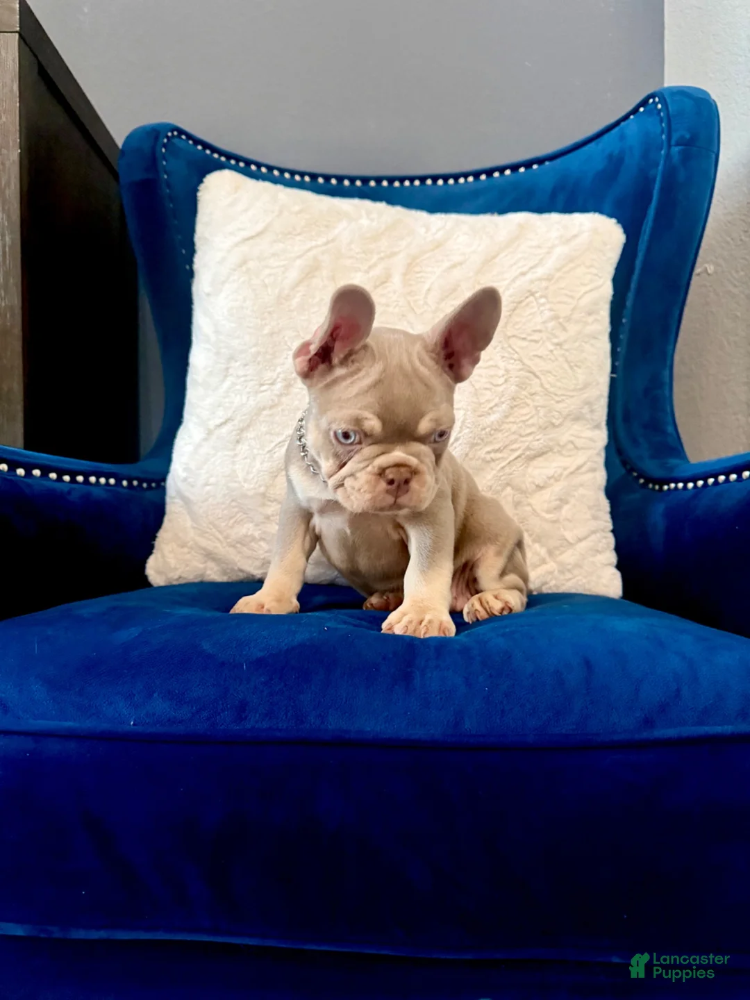 French Bulldog dogs for sale: French Bulldog 2 - Ad 2
