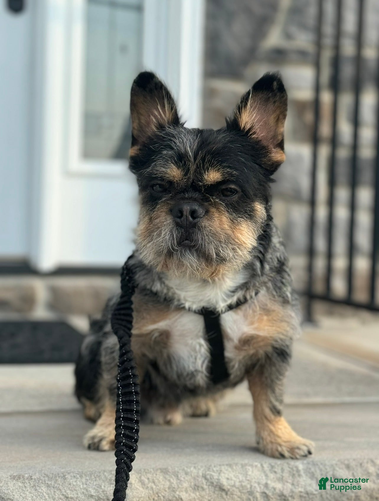 French Bulldog dogs Bear French Bulldog - Ad 2