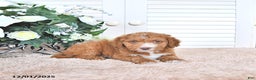 Mini Goldendoodle dogs for sale: Dawn - Ad 4